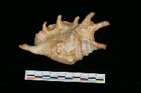 藏品(蜘蛛螺)的圖片